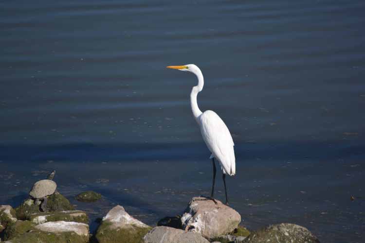 white egret